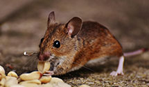 24 Hour & Emergency Exterminators in Hustler, WI